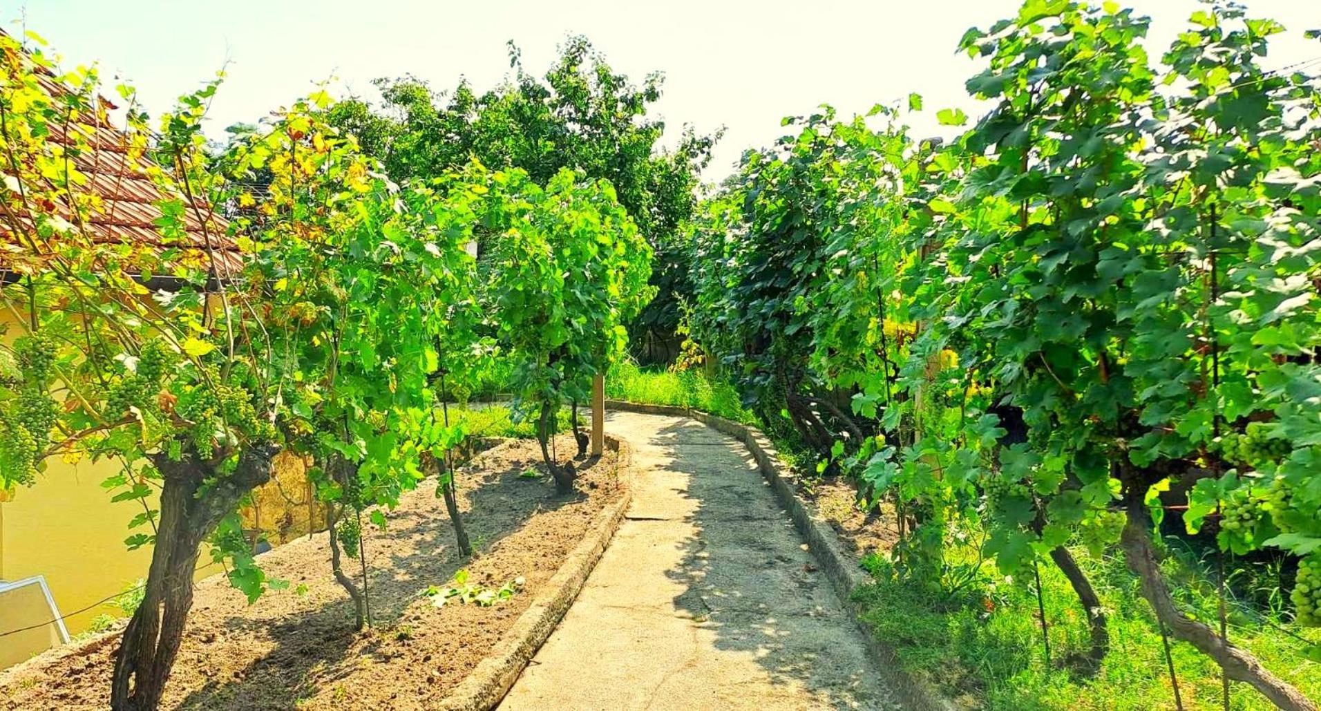 Na Vinohradech Hlohovec
