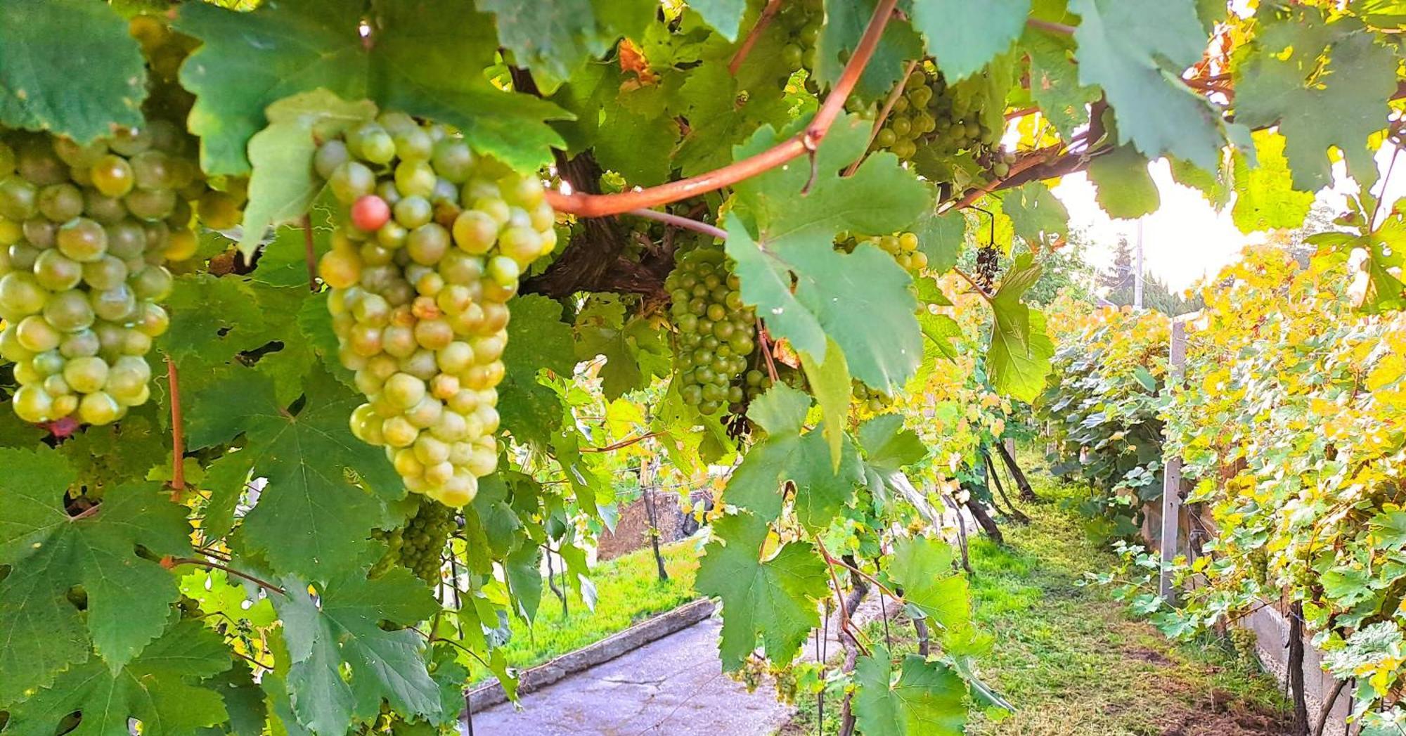 Na Vinohradech Hlohovec