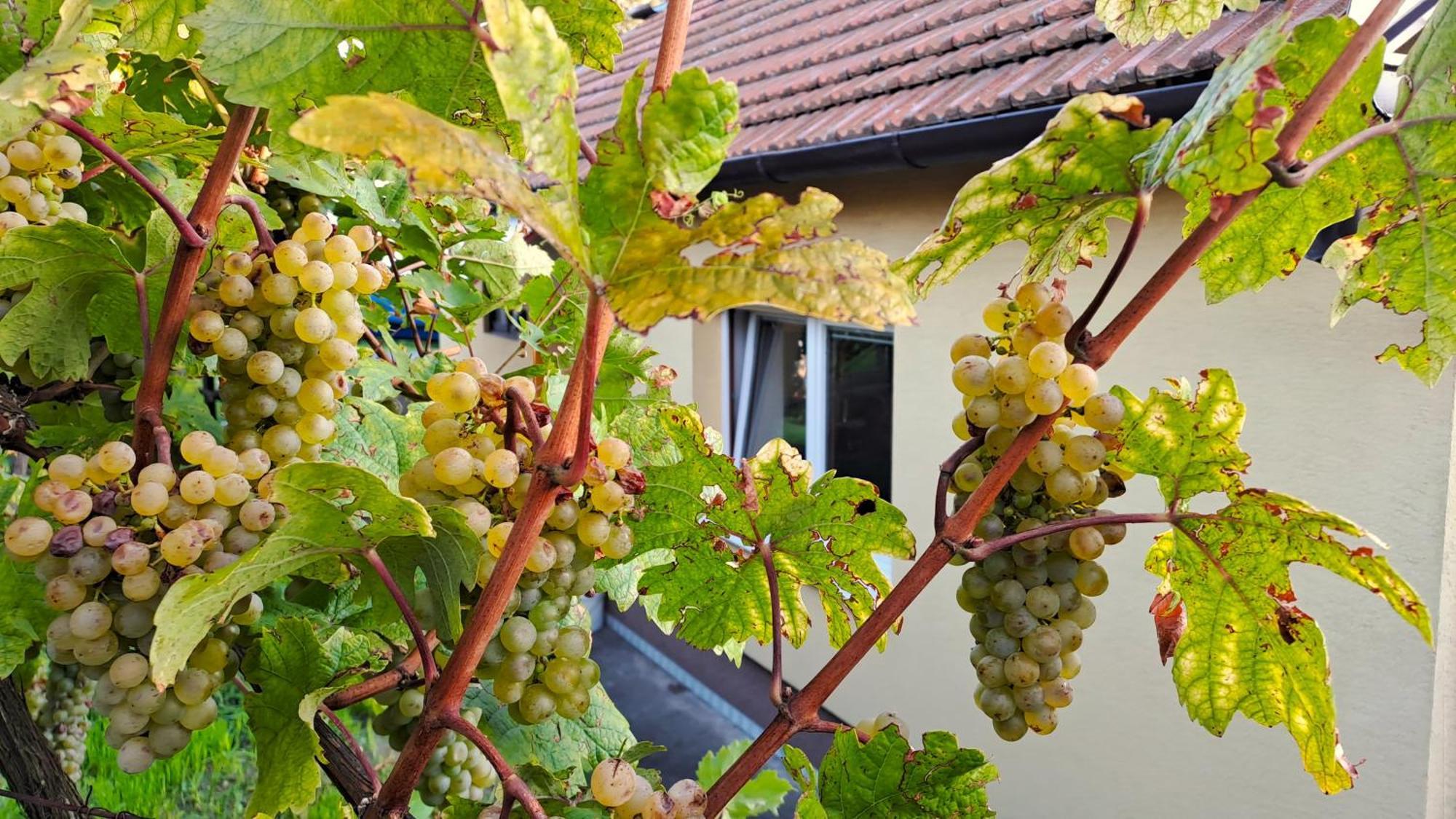 Na Vinohradech Holiday home